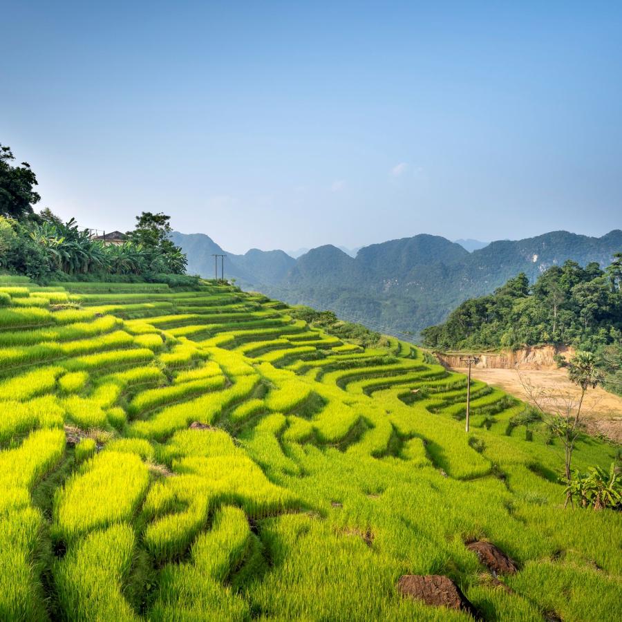 Rice terraces and mountains in Pu Luong