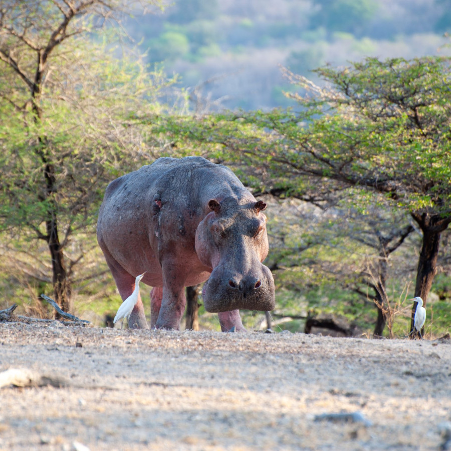 Tanzania - Safari & Badeferie